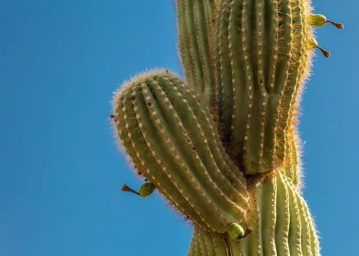 Esplendora * Tucson